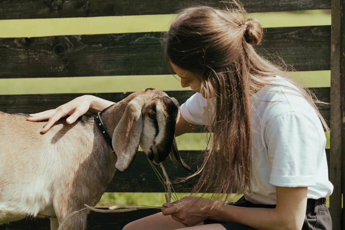 ¿es Una Cabra Pigmea Una Buena Mascota?