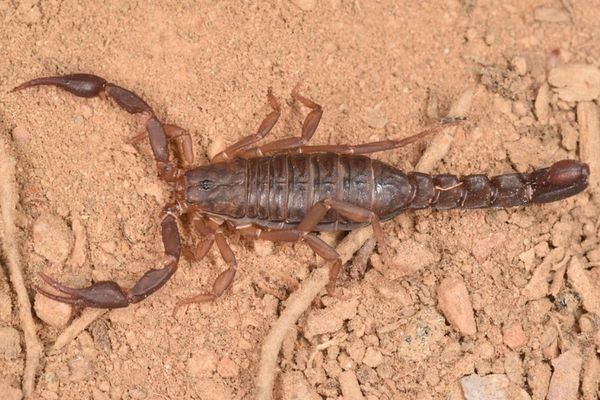 Escorpión sureño sin rayas