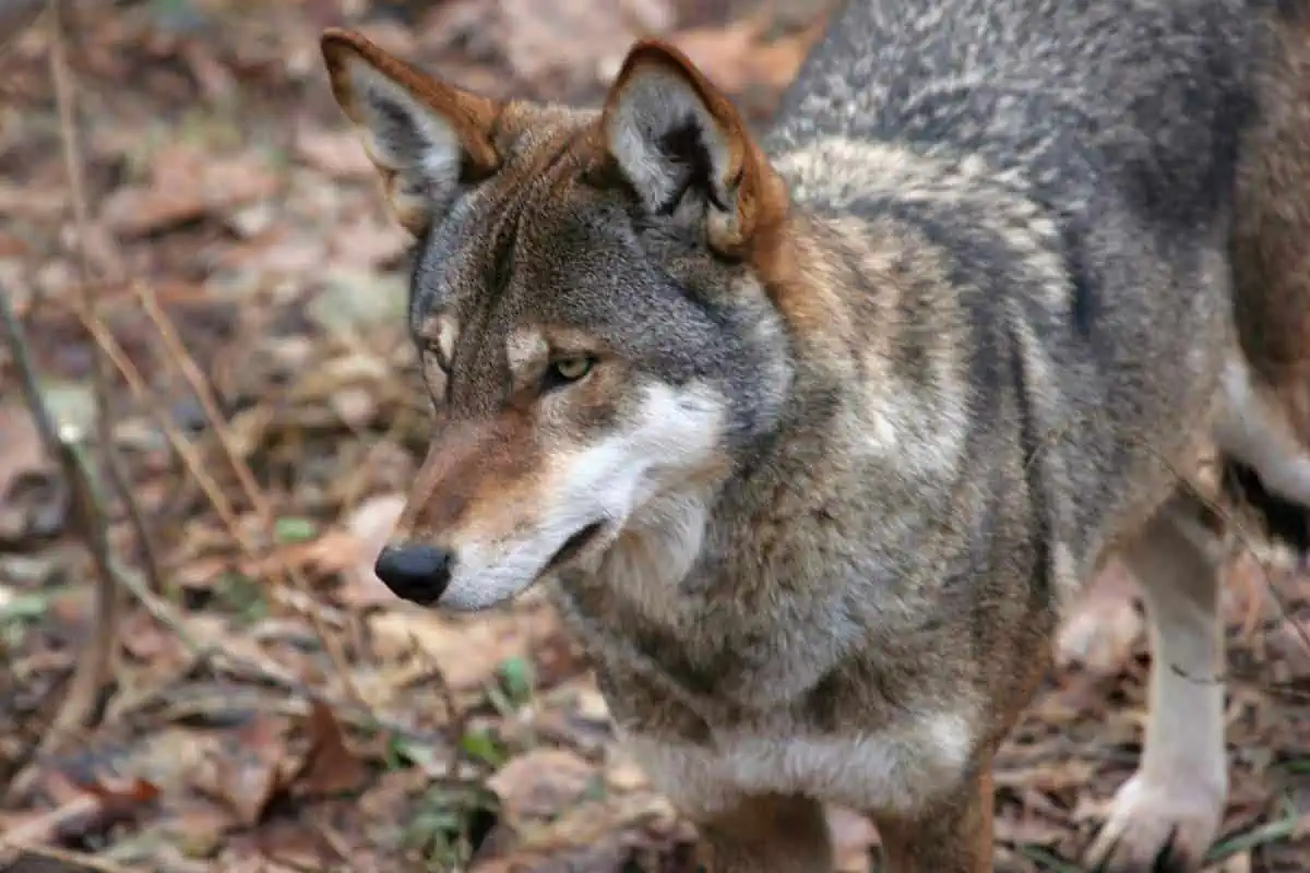 Lobo rojo cautivo