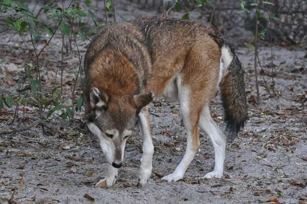 Lobo rojo en el zoológico