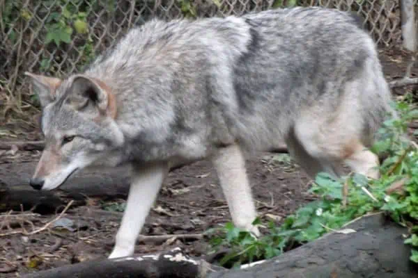 Híbrido coywolf occidental