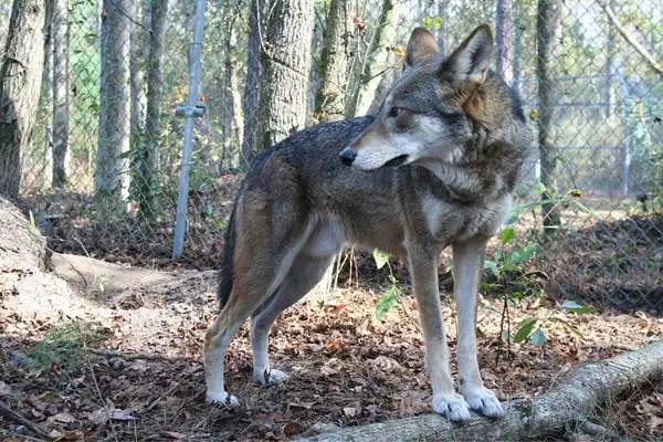 Lobo rojo macho cautivo