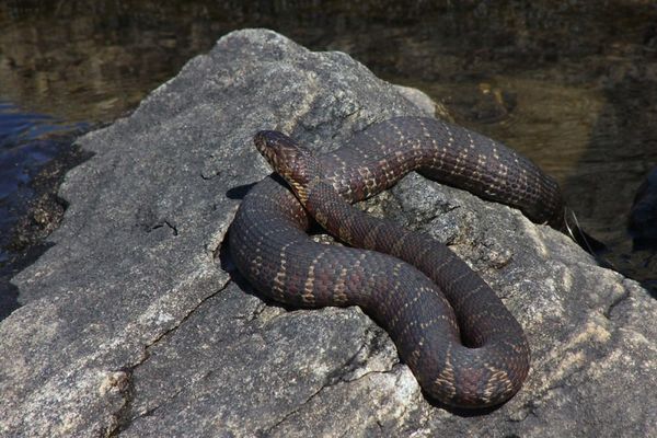 Serpiente de agua del norte tomando el sol