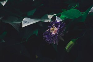 ¿las Abejas Salen De Noche?