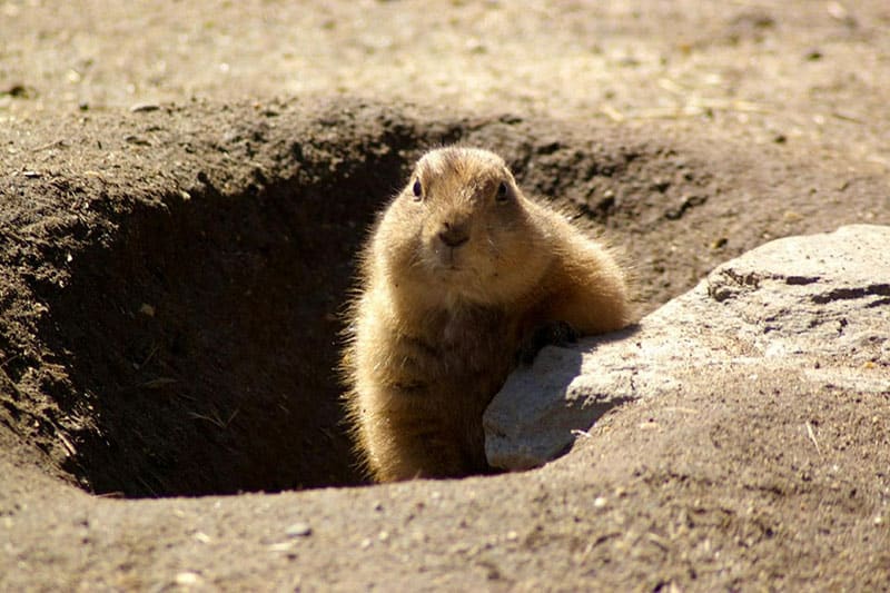 ¿las Marmotas Abandonan Sus Madrigueras?