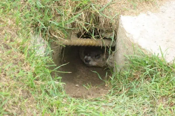 Marmota en una madriguera