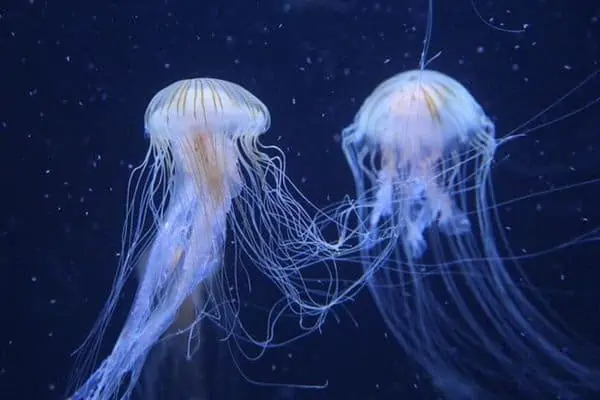 jaleas de mar