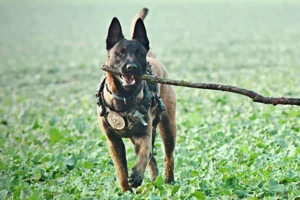 ¿los Malinois Belgas Tienen Pies Palmeados? Aprenda Todo Sobre Mal