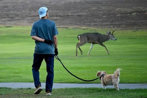 Perro doméstico y ciervo en el campo de hierba