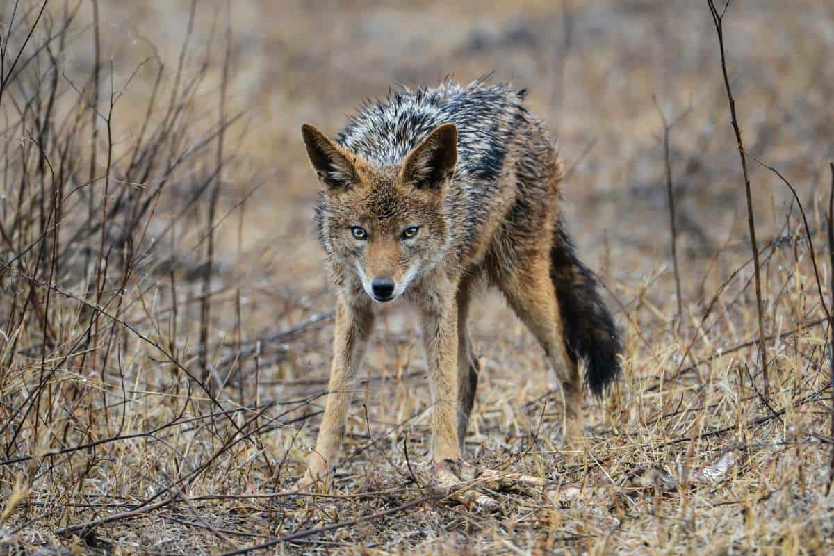 ¿los Coyotes Comen Ciervos? (contestada)