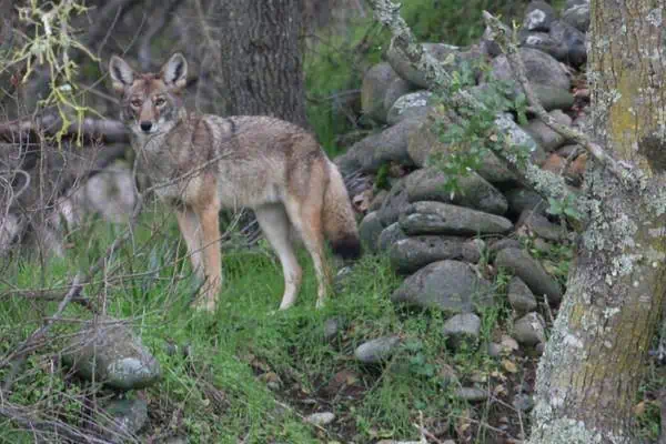 Coyote oriental en el bosque