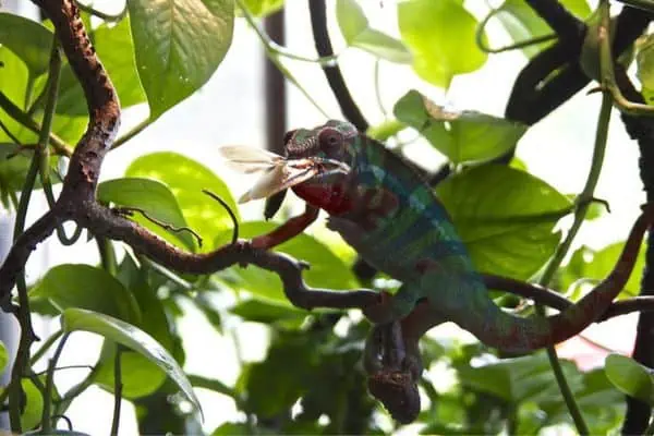 Camaleón pantera comiendo cucaracha