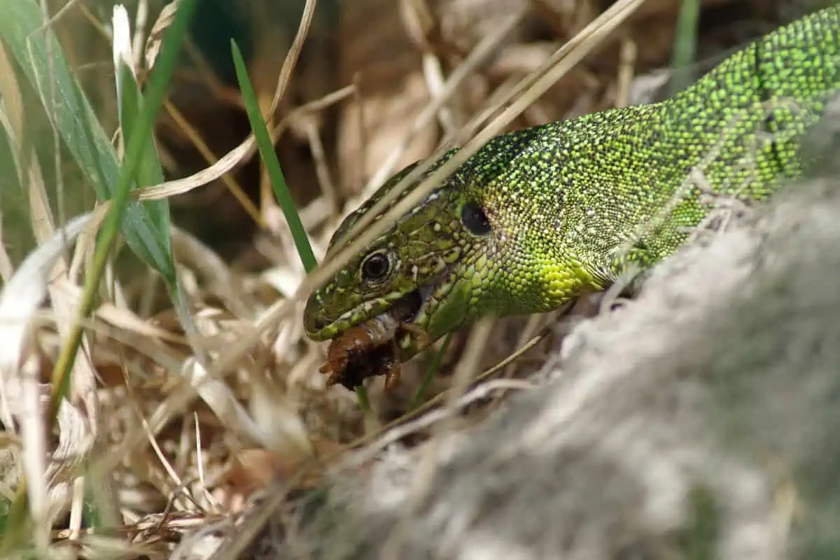 Lagarto comiendo insecto