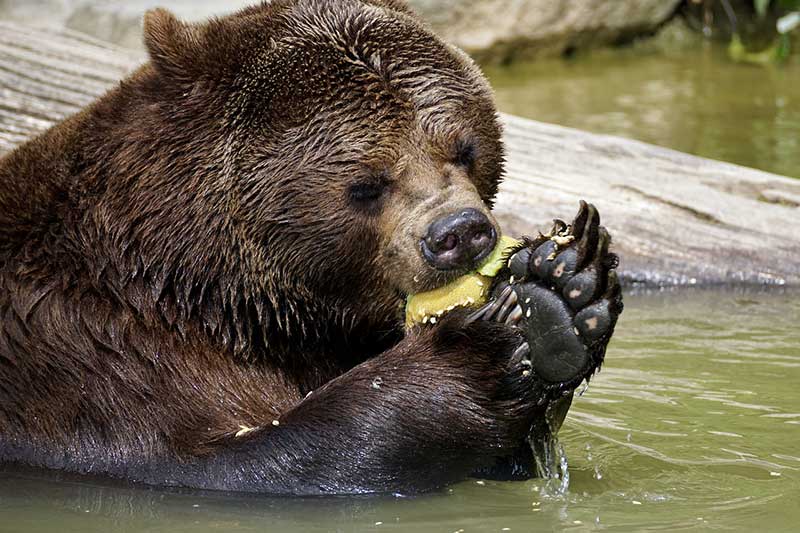 ¿los Osos Comen Humanos? (contestada)