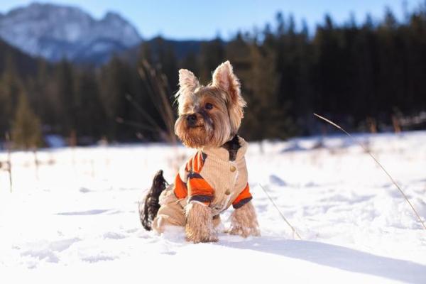 ¿Los perros necesitan usar un abrigo de invierno?  - ¿Tu perro necesita ropa?