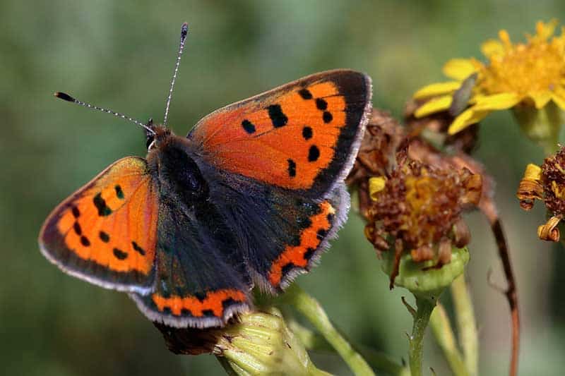 ¿migran Las Mariposas? (respondida Con Ejemplos)