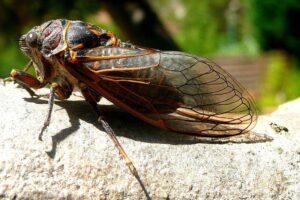 ¿por Qué Las Cigarras Hacen Más Ruido Con El Calor?