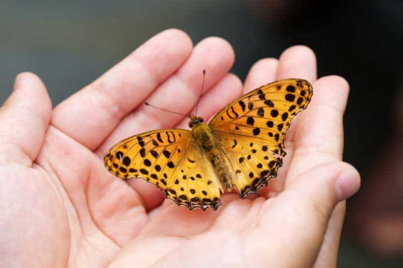 ¿por Qué Las Mariposas Se Posan Sobre Ti? (contestada)