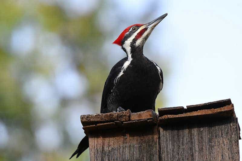 ¿por Qué Un Pájaro Carpintero Picotea Mi Casa?