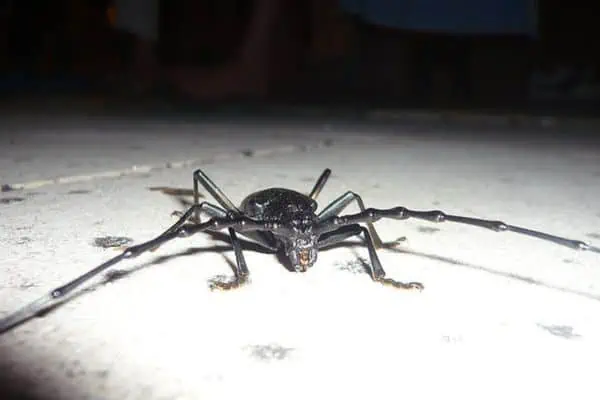 araña iluminada en la oscuridad