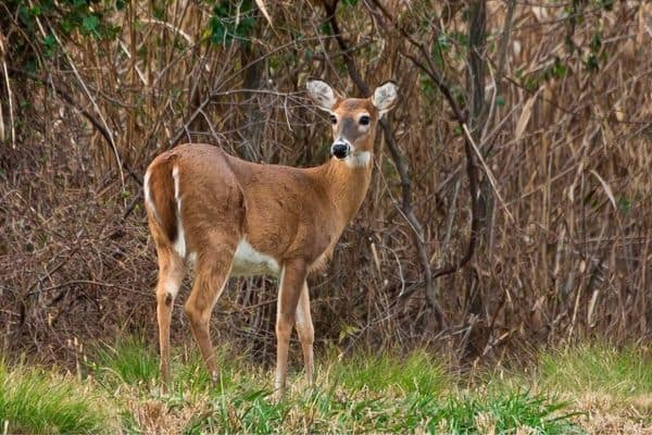 Venado de cola blanca en campo de hierba