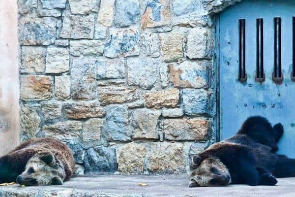 Oso pardo en el zoológico