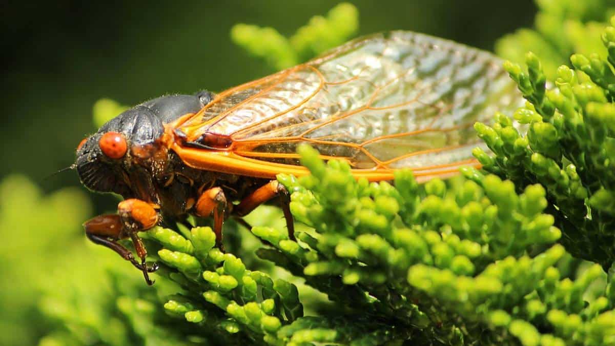 ¿qué Comen Las Cigarras?