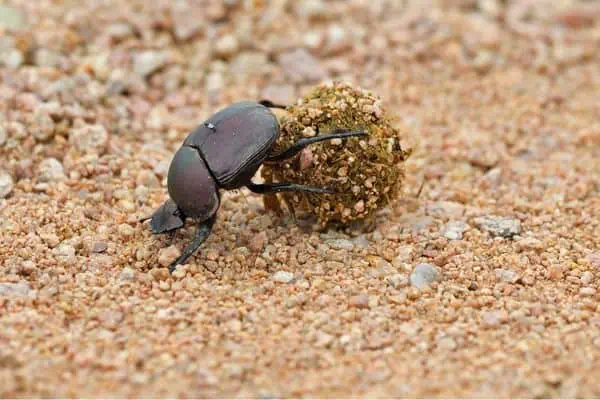 El escarabajo pelotero rueda la pelota