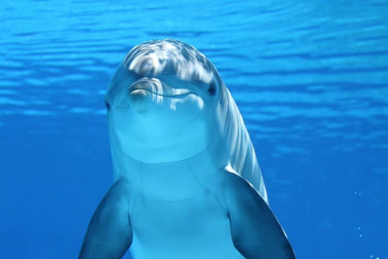 ¿son Los Delfines Más Inteligentes Que Los Humanos?