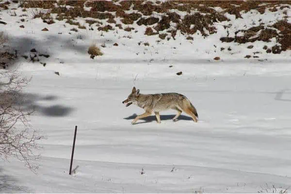 coyotes salvajes