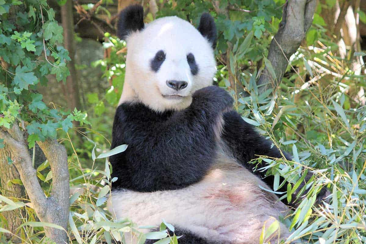 ¿son Peligrosos Los Pandas? (contestada)