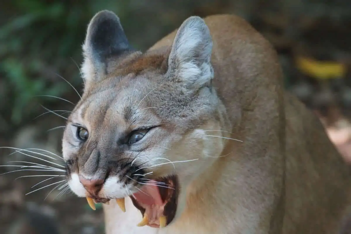 León de montaña mostrando sus colmillos