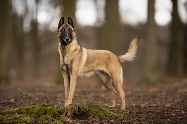 son-belga-malinois-mimoso