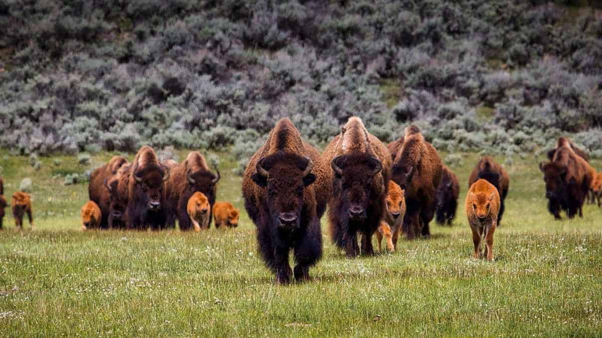 ¿todavía Hay Bisontes en Libertad? (¿y Cuántos?)