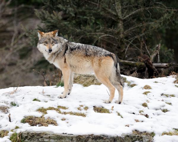¿Cómo Cazan Los Lobos? ¿cómo Cazan Los Lobos?