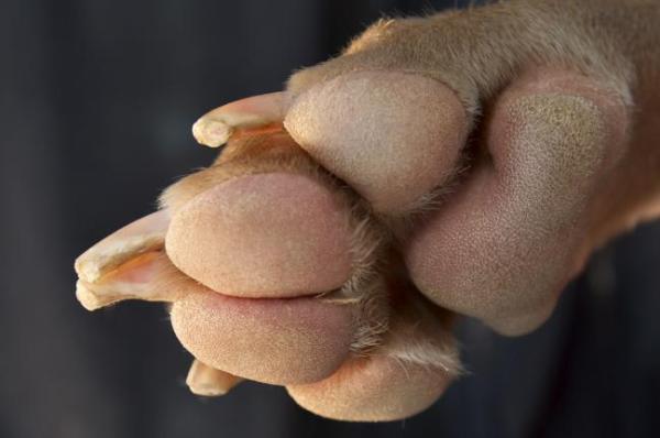 ¿Cómo Se Cortan Correctamente Las Uñas De Un Perro? ¿cómo Se Cortan Correctamente Las Uñas De Un Perro?