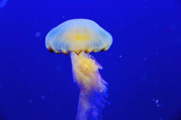 ¿Cómo Se Mueven Las Medusas? - Diferencia Entre Nadar Y Derrapar ¿cómo Se Mueven Las Medusas? Diferencia Entre Nadar Y