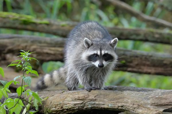 ¿Cómo Se Reproducen Los Mapaches? ¿cómo Se Reproducen Los Mapaches?