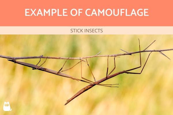 ¿Cuál es la diferencia entre camuflaje y mimetismo? -