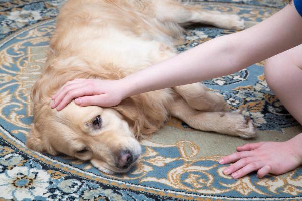 ¿cuál Es La Esperanza De Vida De Los Perros Con