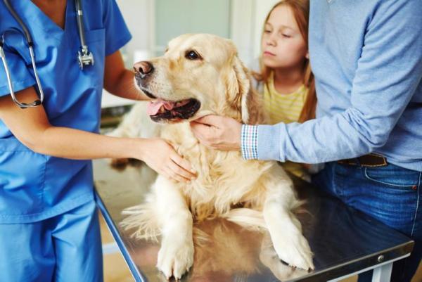 ¿Cuáles Son Las Mejores Golosinas Para Perros? ¿cuáles Son Las Mejores Golosinas Para Perros?