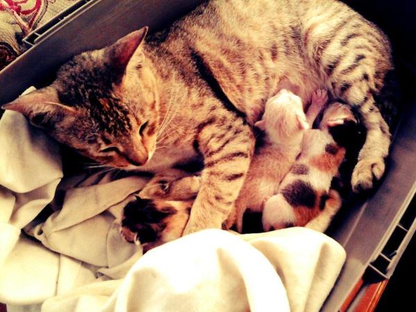 ¿Cuánta Comida Debo Darle a Mi Gato? ¿cuánta Comida Debo Darle a Mi Gato?