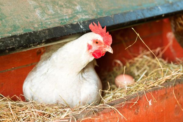 ¿Cuántos Huevos Pone Una Gallina? ¿cuántos Huevos Pone Una Gallina?