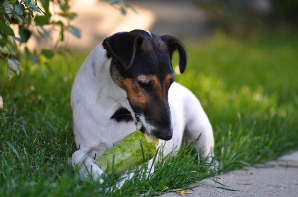 ¿El Calabacín Es Bueno Para Los Perros? ¿el Calabacín Es Bueno Para Los Perros?