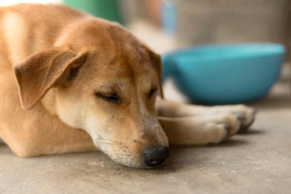 ¿El Complejo De Vitamina B Es Bueno Para Los Perros? ¿el Complejo De Vitamina B Es Bueno Para Los Perros?