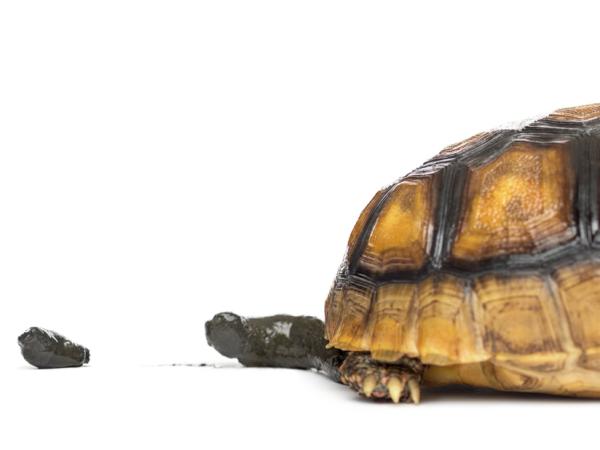 ¿Es Saludable La Caca De Mi Tortuga? ¿es Saludable La Caca De Mi Tortuga?