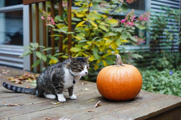 ¿Es Seguro Que Los Gatos Coman Calabaza? ¿es Seguro Que Los Gatos Coman Calabaza?