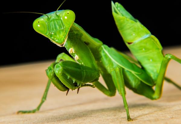 ¿Es Venenosa La Mantis Religiosa? ¿es Venenosa La Mantis Religiosa?
