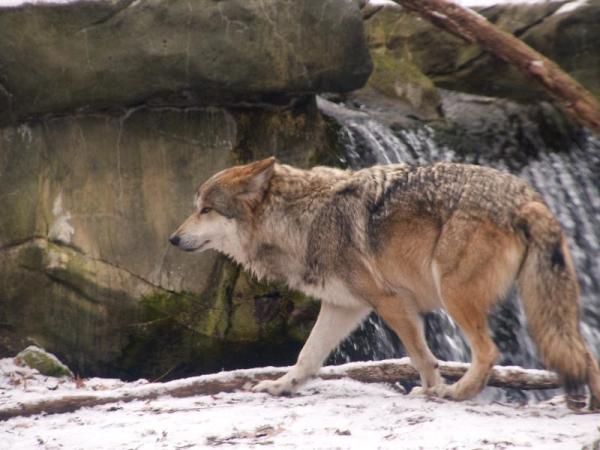 ¿Está El Lobo Mexicano en Peligro De Extinción? ¿está El Lobo Mexicano en Peligro De Extinción?