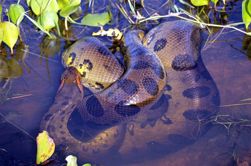 ¿Hay Anacondas en Los Everglades De Florida? ¿hay Anacondas en Los Everglades De Florida?
